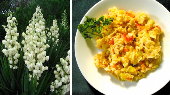 La flor de izote para comer en cuaresma; prepárala con estas sabrosas recetas