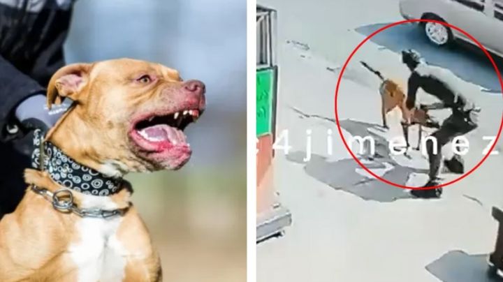 Perro mata a hombre por orden de su dueño en la CDMX | VIDEO