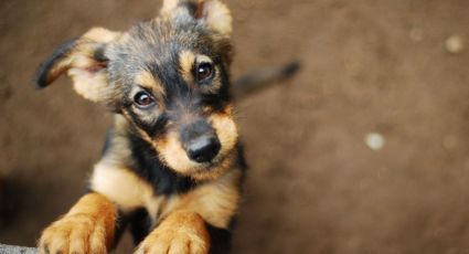 Adopción de mascotas en Nuevo Laredo: 64 perros y gatos esperan un hogar