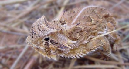 Lagarto cornudo del noreste, un reptil cubierto de ‘filosas’ escamas