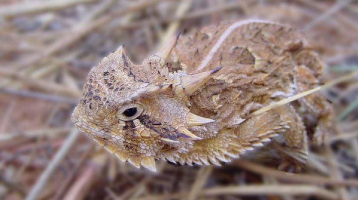 Lagarto cornudo del noreste, un reptil cubierto de ‘filosas’ escamas