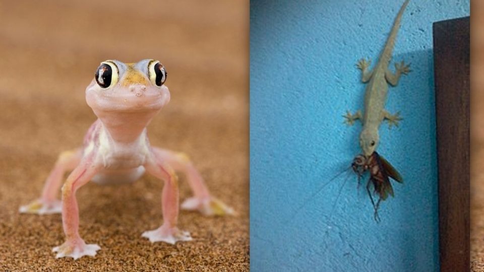 Gecko, una pesadilla para las plagas