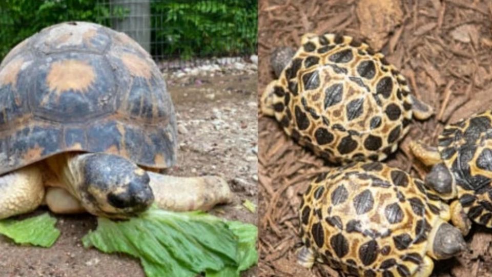 A su gran edad, la tortuga estrellada de Madagascar se volvió en un padre primerizo, sorprendiendo a los cuidadores y especialistas de zoológico