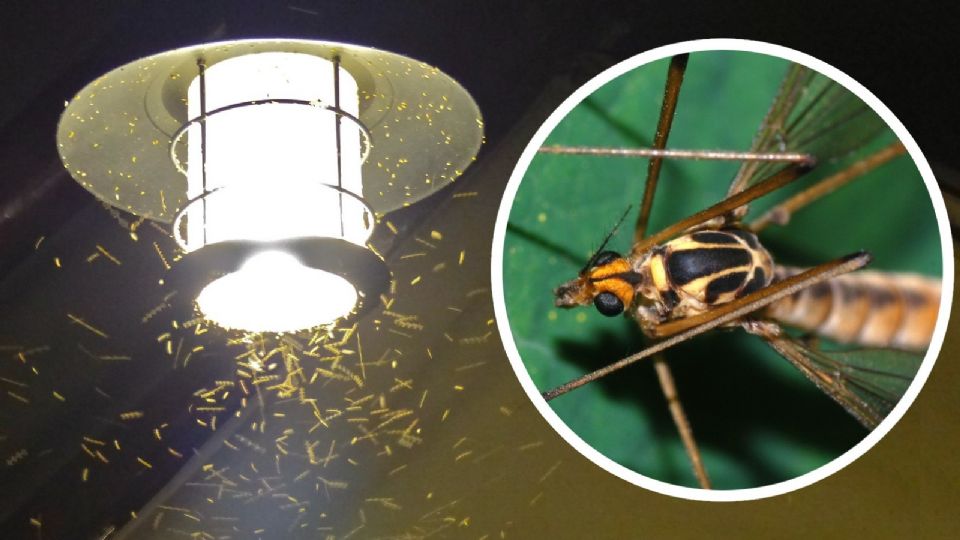 La mosca grulla, también conocidos como 'crane fly' o típulas de la familia Tipulidae, proliferan en Texas