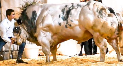 Belgian Blue: las vacas más musculosas del mundo; así logran ponerlas tan corpulentas