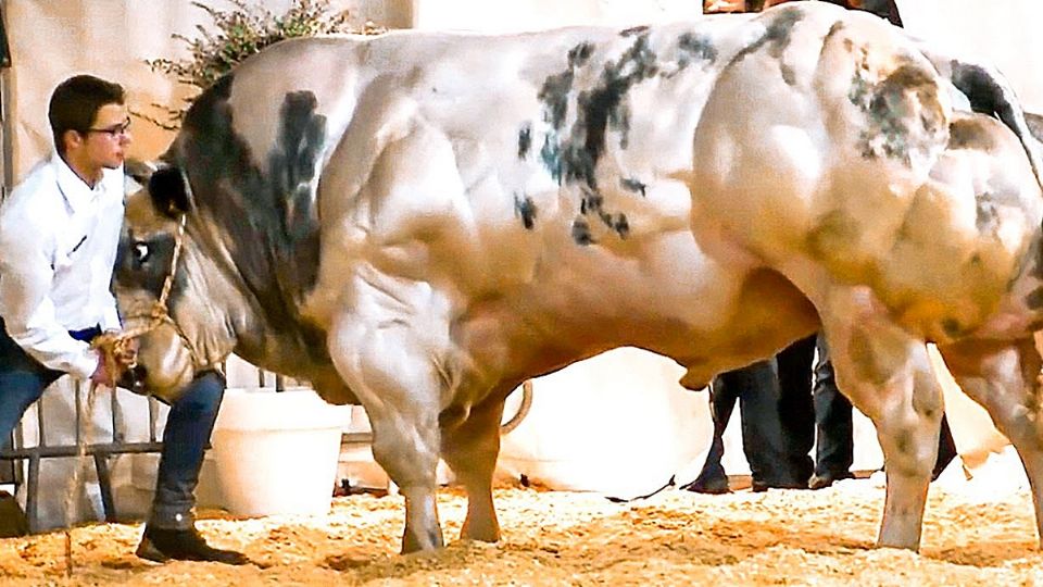 Ejemplar de vaca Belgian Blue