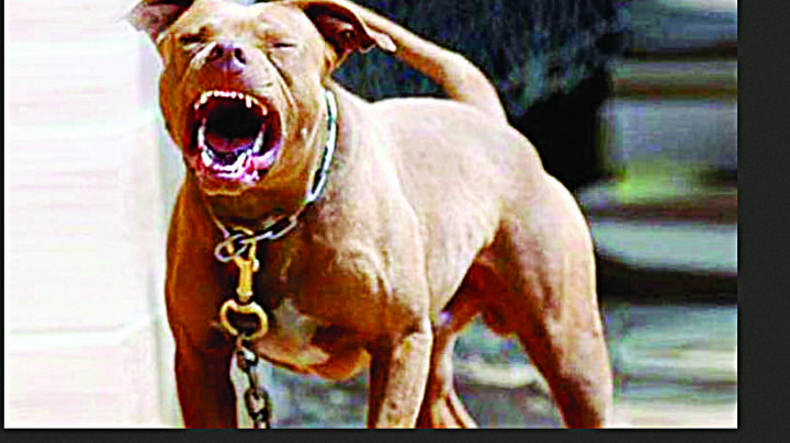 Matan dos pitbulls a mujer de 23 años; era su dueña