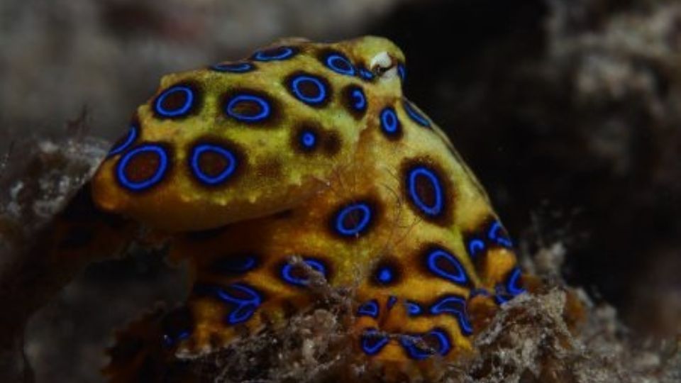 Este pequeño animal marino produce una de las neurotoxinas más mortíferas del mundo, para el cual no existe antídoto