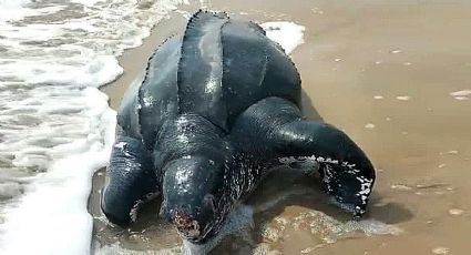 Tortuga gigante prehistórica es arrojada por el mar a playas de Matamoros