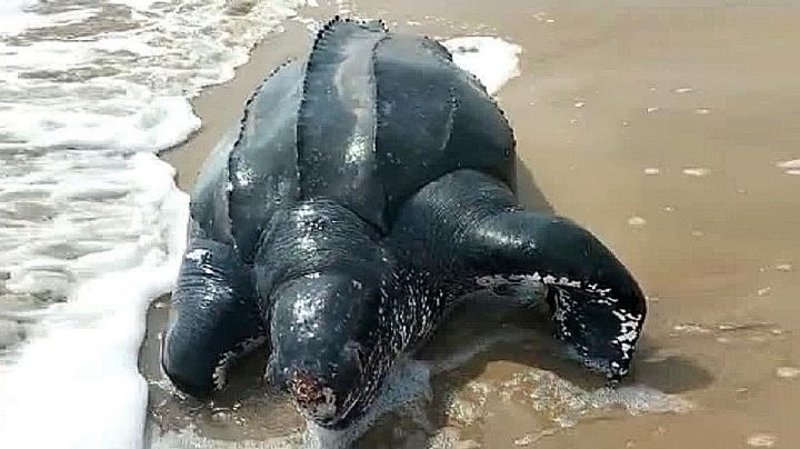Tortuga gigante prehistórica es arrojada por el mar a playas de Matamoros