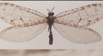 Hallan insecto gigante de la era jurásica, ¡en las puertas de un Walmart!