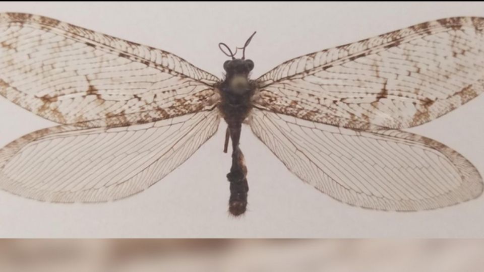 Un insecto gigante fue hallado en un Walmart