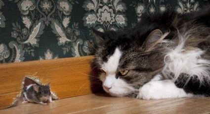 Mascotas: ¿por qué mi gato no caza ratones?