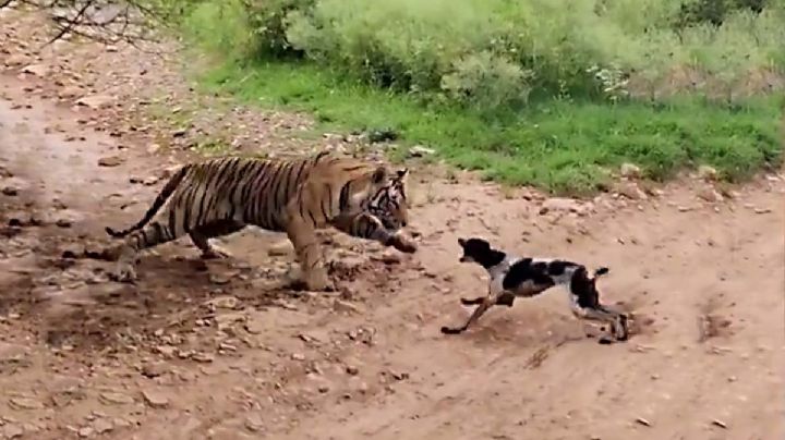 Perro despierta a tigre en safari y sufre terrible ataque | VIDEO