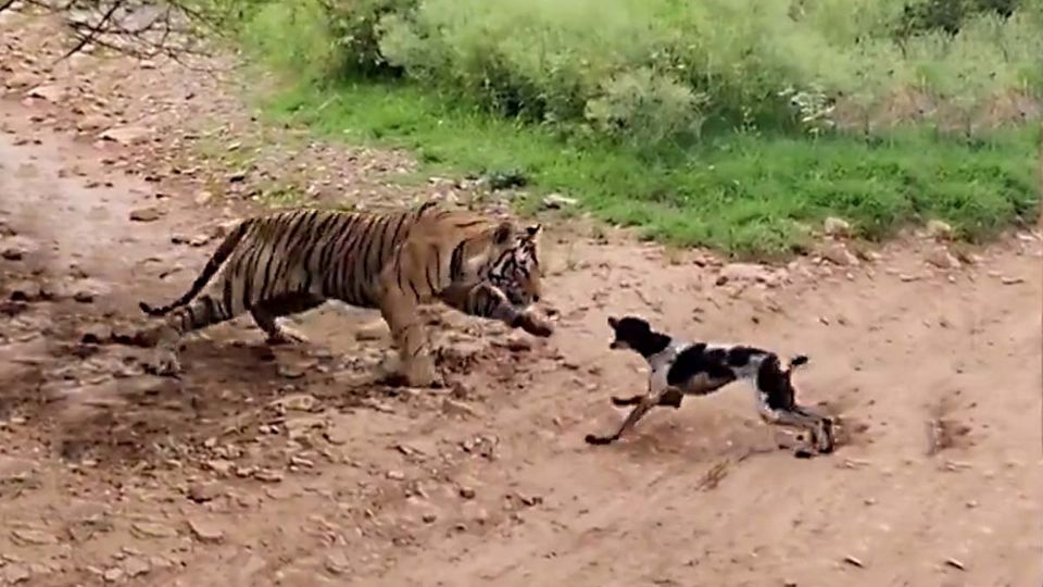 Parque nacional Ranthambore