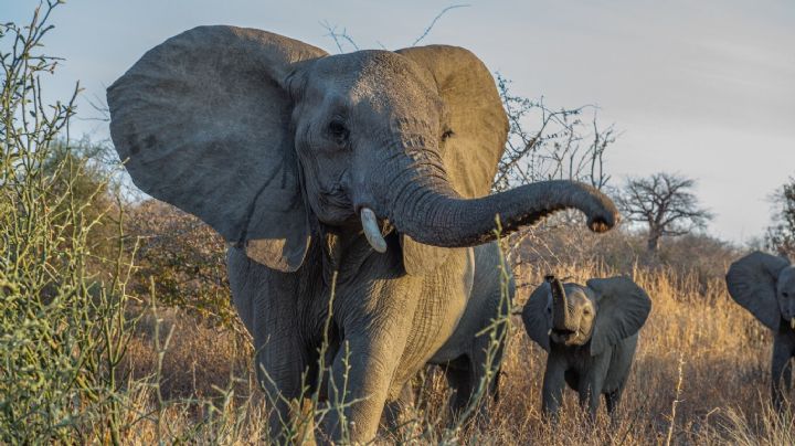 Elefante enojado voltea camioneta en Tailandia; no lo dejaron pasar | VIDEO