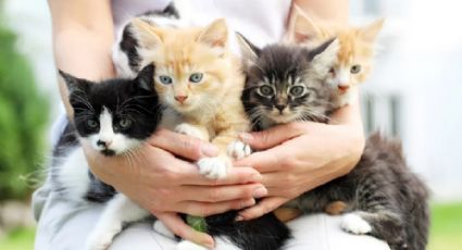 3 razas de gatos que son hipoalergénicos | FOTOS