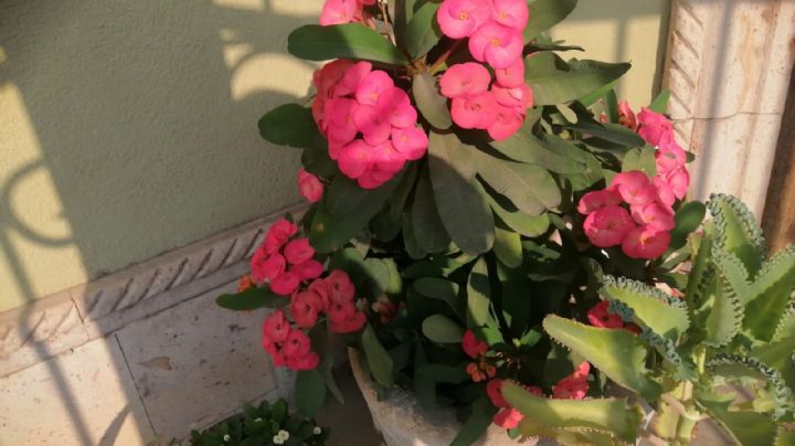 Corona de Cristo, el arbusto espinoso que da vida a hogares de Nuevo Laredo