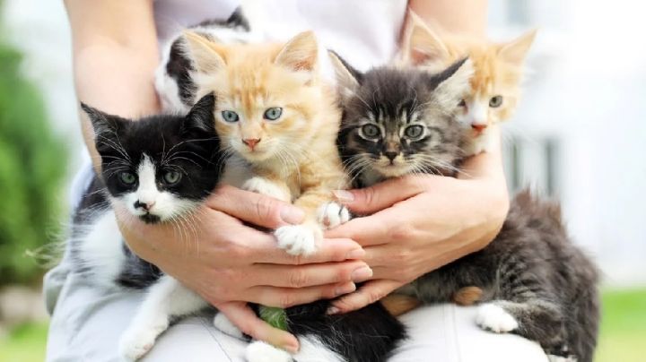 3 razas de gatos que son hipoalergénicos | FOTOS