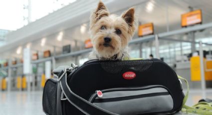 Viaja con tu mascota en avión; estos son tus derechos y obligaciones según la Profeco