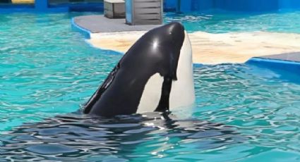 Liberarán de un acuario a una ballena orca de 57 años;  temen le pase lo mismo que a 'Keiko'