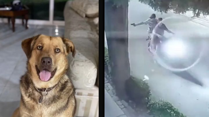 Disparan a perrita desde una moto sólo por diversión; los buscan | VIDEO