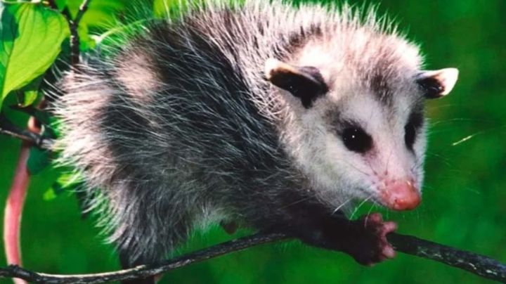 Tlacuache: el animal que robó el fuego de los dioses