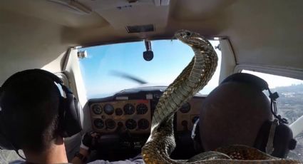 Cobra se le enreda en los pies a piloto en pleno vuelo; estalla el terror en los pasajeros