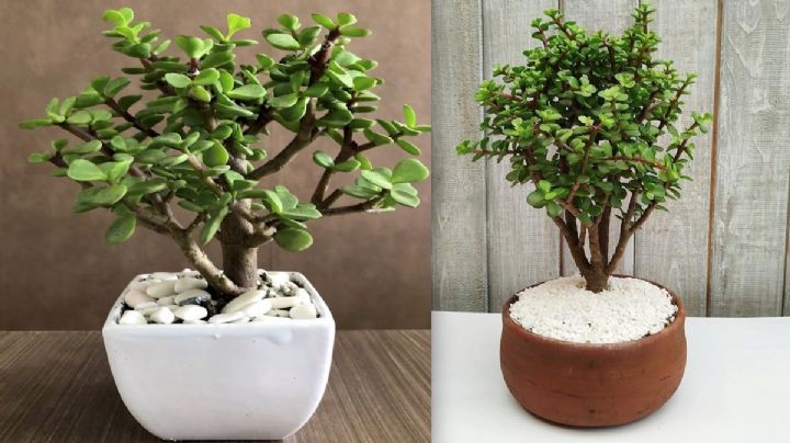 Árbol de la abundancia: ¿para qué sirve y cómo debo cuidarlo?