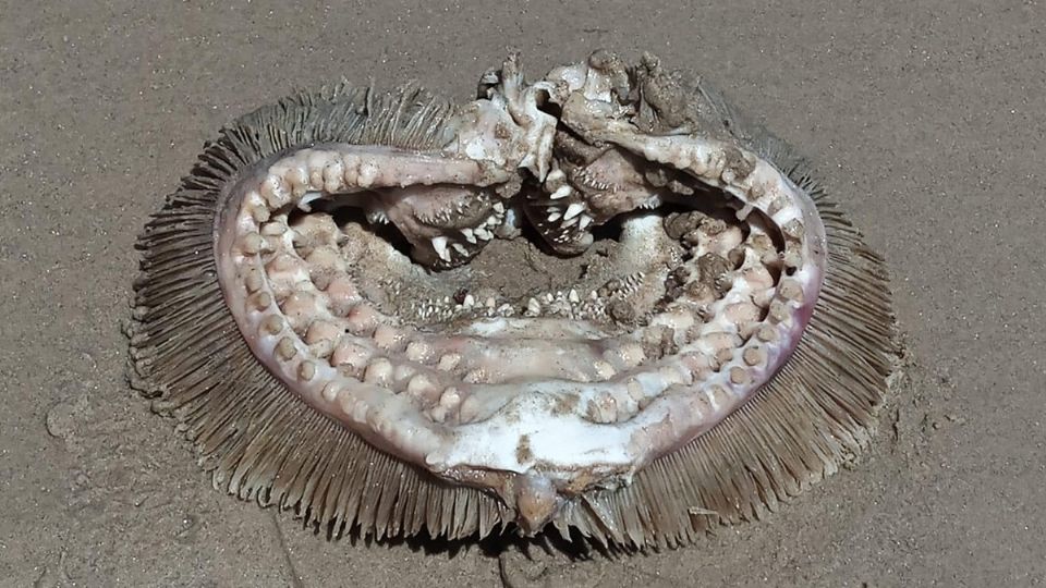 La extraña criatura fue captada en la Playa Bolívar de Texas