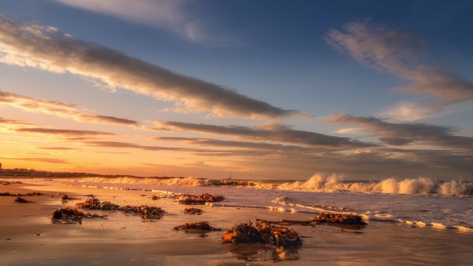 La Playa Miramar se llenó de sargazo