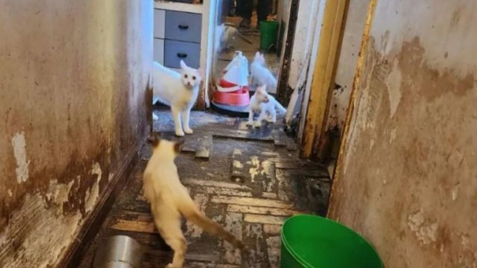 Un total de 23 gatos fueron rescatados