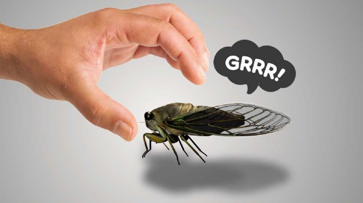 Las cigarras o chicharras, el significado de su sonido estridente | VIDEO