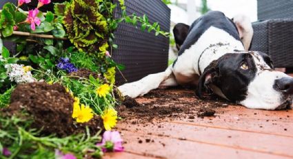 Trucos para alejar a las mascotas de tus plantas | VIDEO