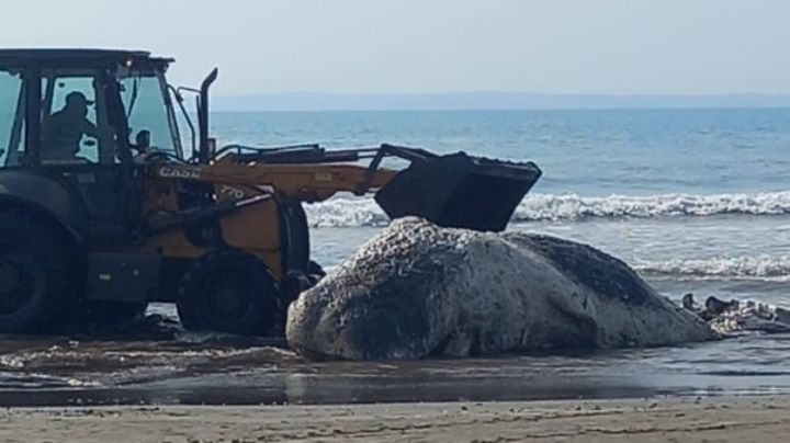 Aparece ballena muerta en Veracruz; turistas están preocupados | FOTOS Y VIDEOS