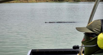 Avistamientos de cocodrilos en el Río Bravo; Patrulla Fronteriza tiene pruebas | VIDEOS / FOTOS