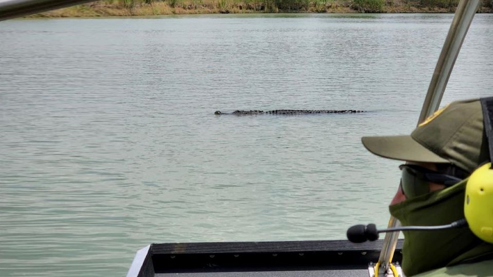 La Border Patrol tuvo varios encuentros con caimanes