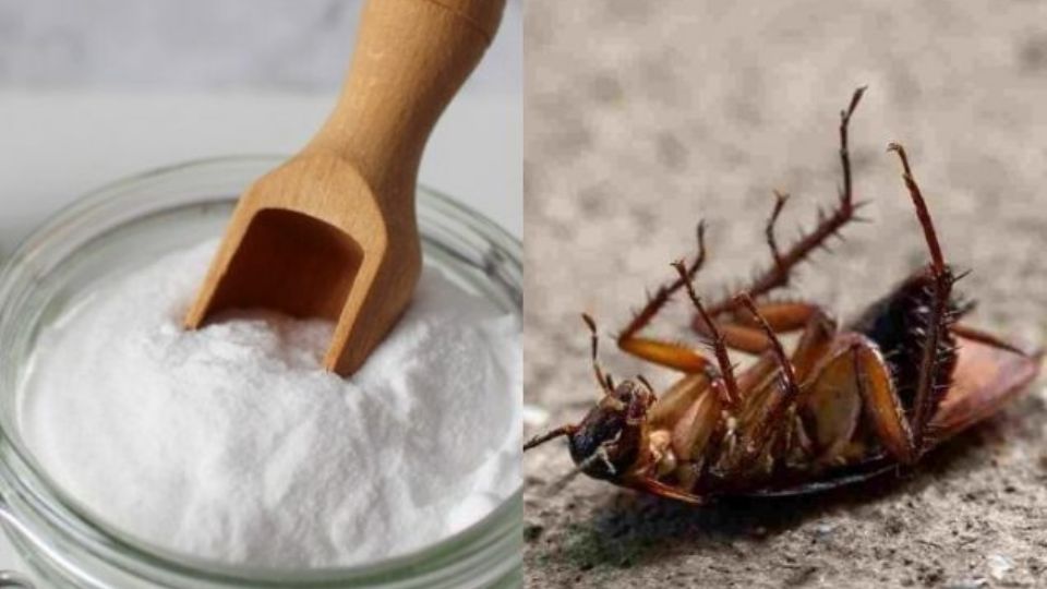 Con solo estos dos ingredientes puedes crear un efectivo veneno que ahuyentará a las cucarachas que estan en tu casa.