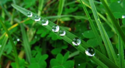 ¿Qué pasa si bebes agua de lluvia?; esto dicen los expertos