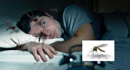 ¿Por qué los mosquitos vuelan cerca de tu oreja por las noches?