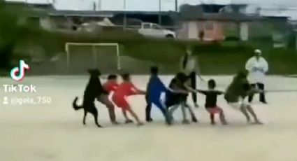 Perritos se vuelven virales al jugar con niños a jalar la cuerda | VIDEO