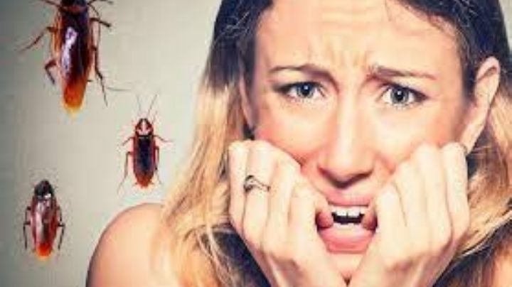 ¿Tienes miedo a las cucarachas y otros pequeños insectos?; así puedes superarlo