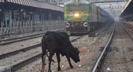 Hombre muere aplastado por una vaca que "cayó del cielo" al ser arrollada por el tren