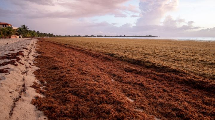 Gran masa de sargazo se dirige a playas de Tamaulipas y Texas, alerta NASA