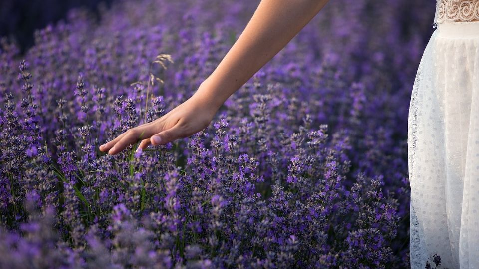 La lavanda es repelente de insectos