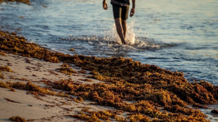 Medio Ambiente: ¿qué es el sargazo?; por esta razón debemos enfrentarlo ahora