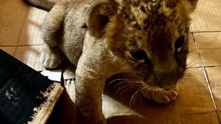 Zoológico Nuevo Laredo: nacen hermosas leonas africanas; son las primeras | VIDEO