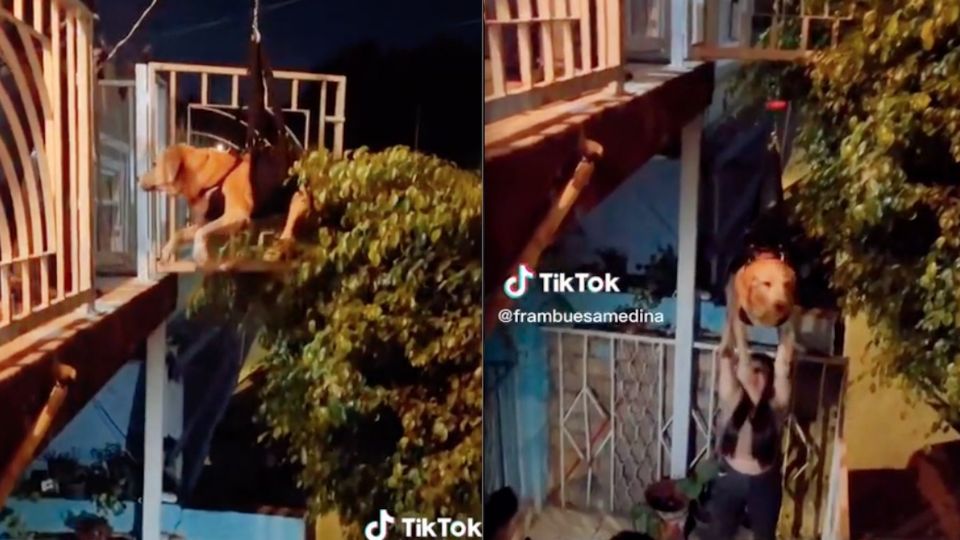 El perrito que ya no puede subir escaleras se ganó el corazón de todos.