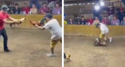 Gallo de pelea ataca y hiere gravemente a su dueño | VIDEO