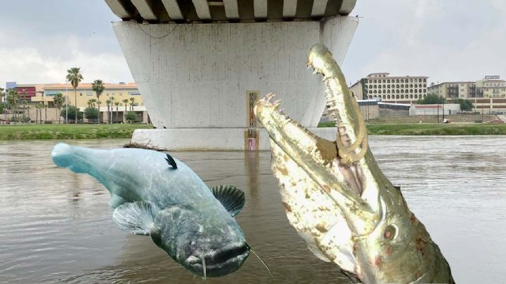 El catán y otros 'monstruos' llegan a Nuevo Laredo por creciente del Río Bravo